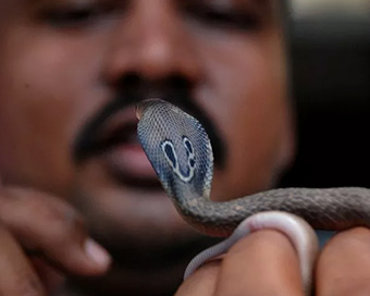 Bihar: Man bites baby snake in revenge bid, dies